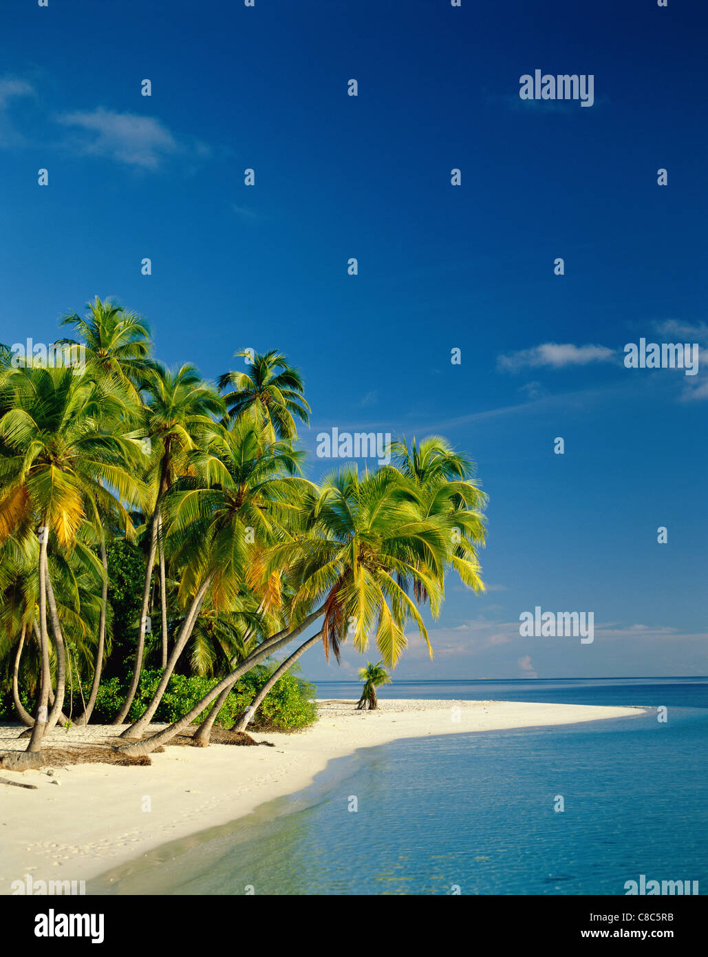 Atoll, palmiers & Tropical Beach, Maldives Banque D'Images