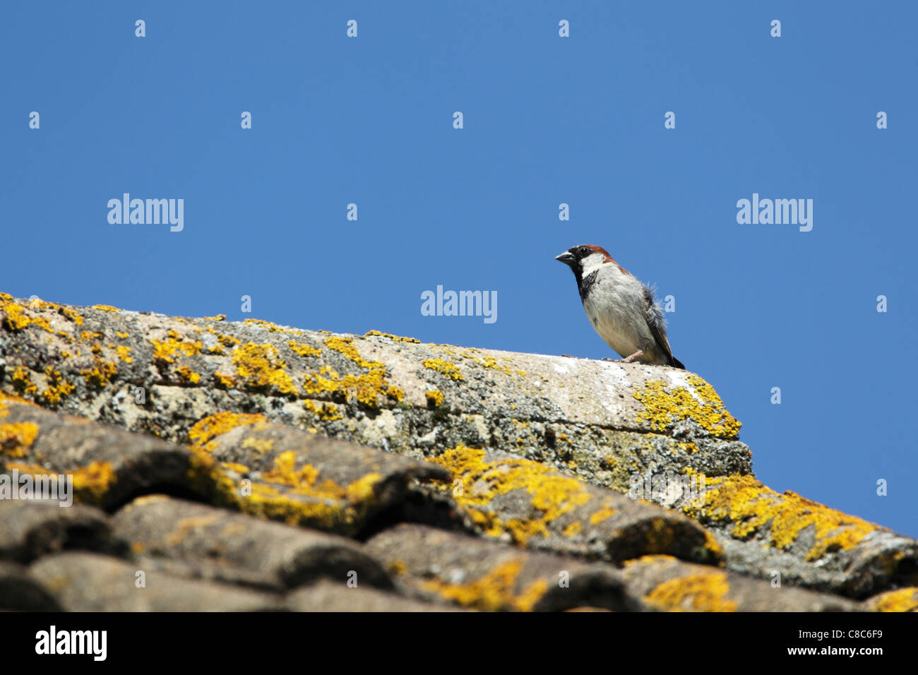 Moineau domestique (Passer domesticus) mâle perché sur la crête d'un toit de tuiles against a blue sky Banque D'Images