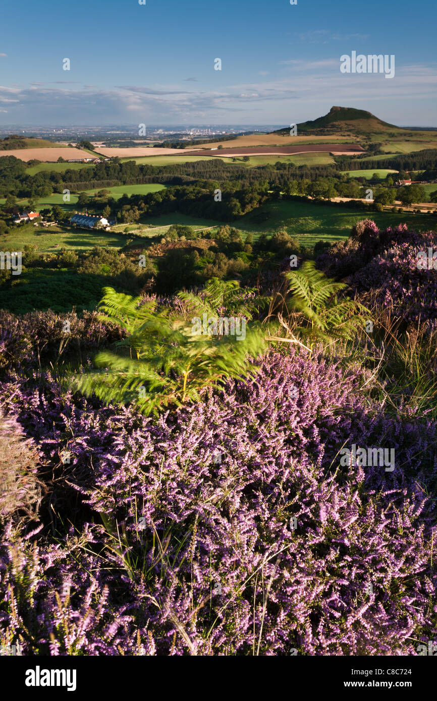 Roseberry Topping & Heather North Yorkshire Banque D'Images