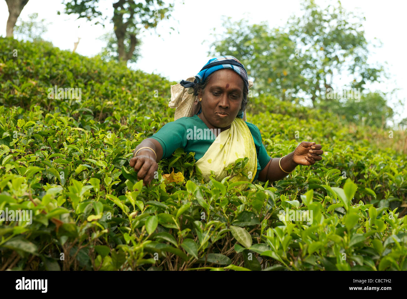 Une femelle Nuwera Eliya piker, thé, Sri Lanka Banque D'Images