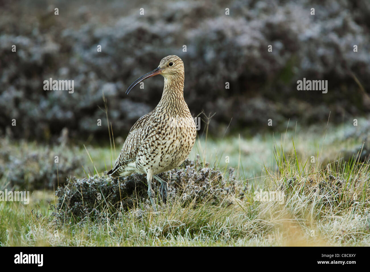 Courlis cendré (Numenius arquata) Comité permanent parmi les graminées sur la lande Banque D'Images