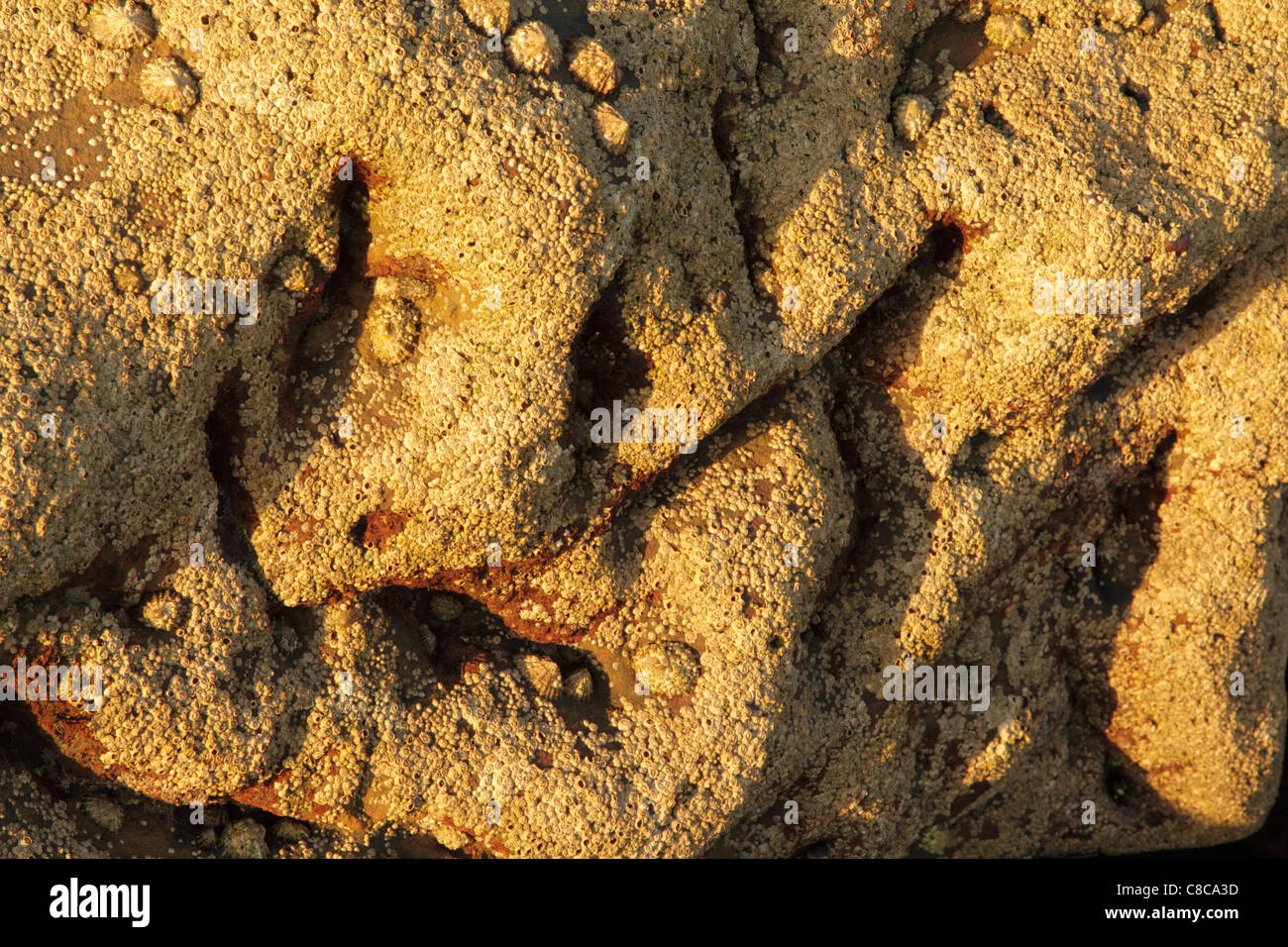 Les balanes et limpits couvrant une Satlwick à boulder usés mer Bay Banque D'Images