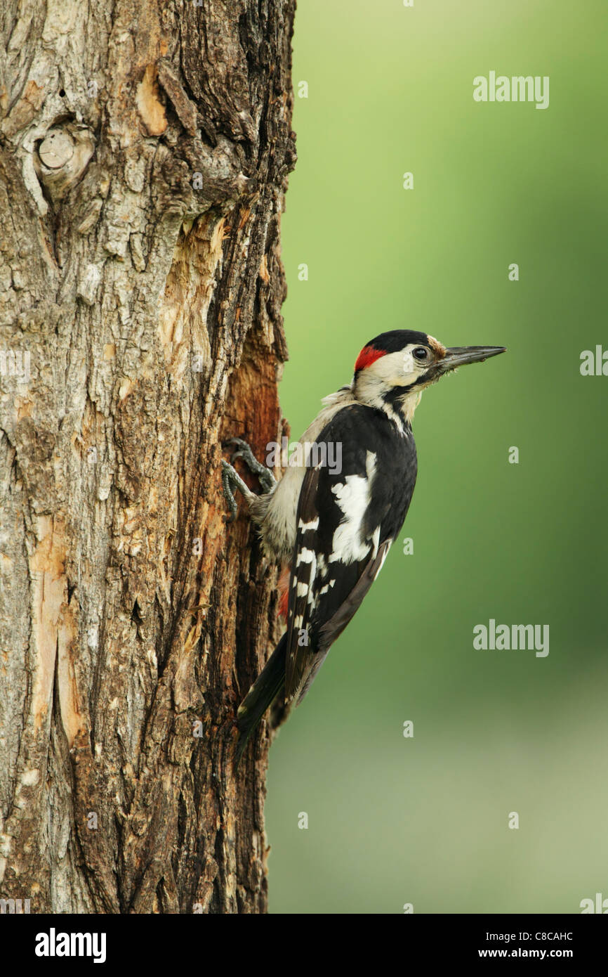 Pic syrien (Dendrocopus syriacus) mâle, à nid sur un tronc d'arbre Banque D'Images