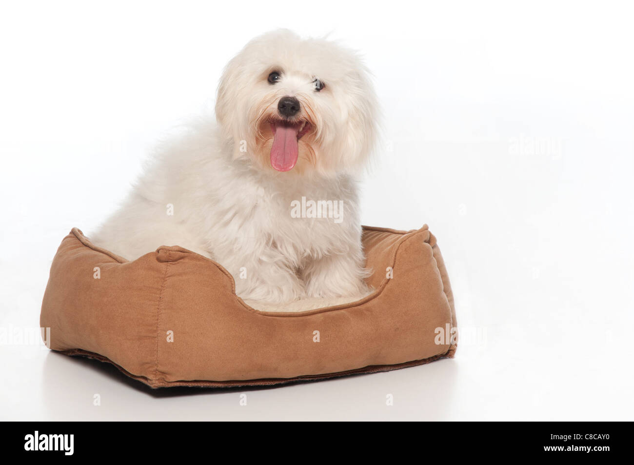 Un Coton de Tulear, chien chien assis dans son lit. Banque D'Images