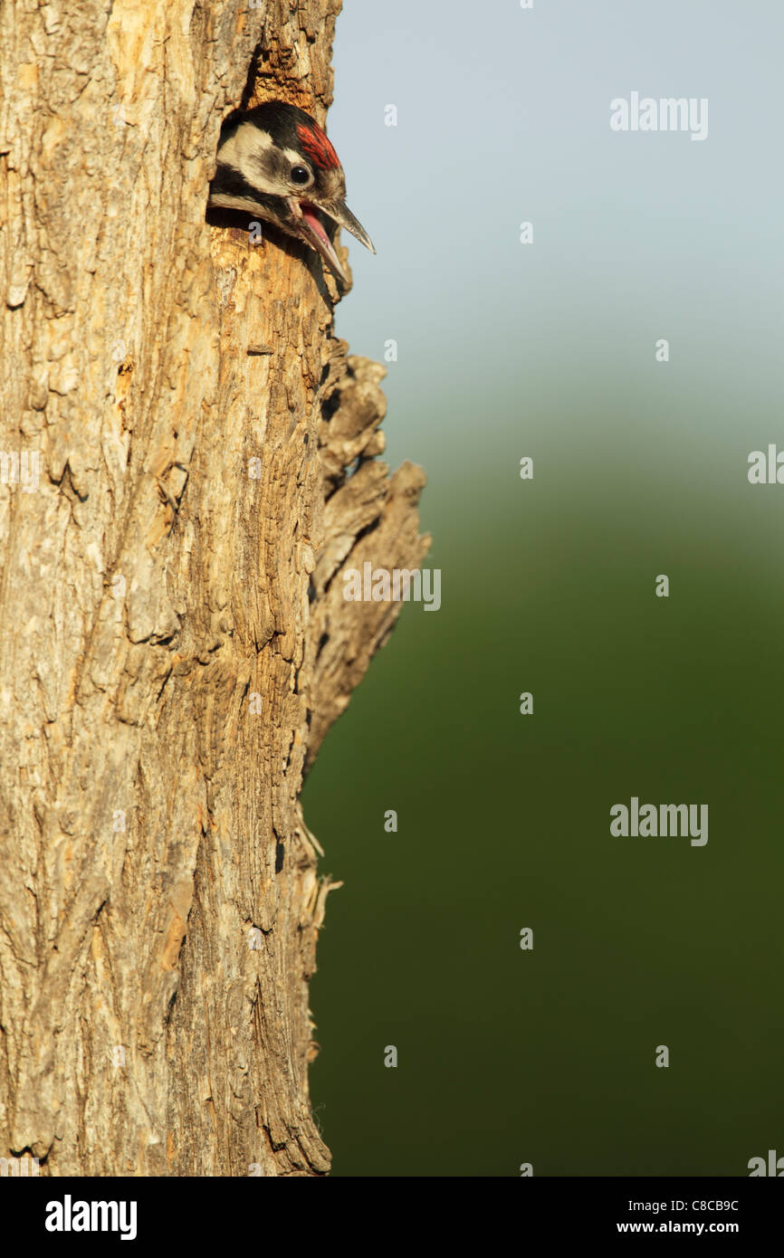 Pic syrien (Dendrocopus syriacus) chick, presque prêt pour l'envol, coller la tête du nid et l'appel Banque D'Images