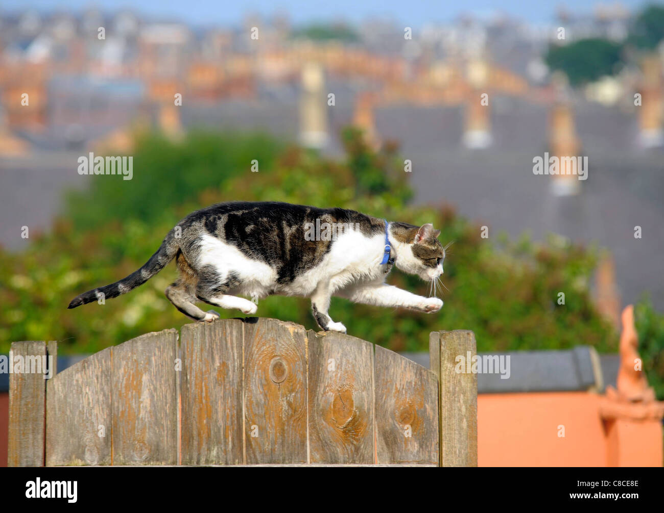 Un chat fait son chemin le long de clôtures et portails de jardin. Banque D'Images