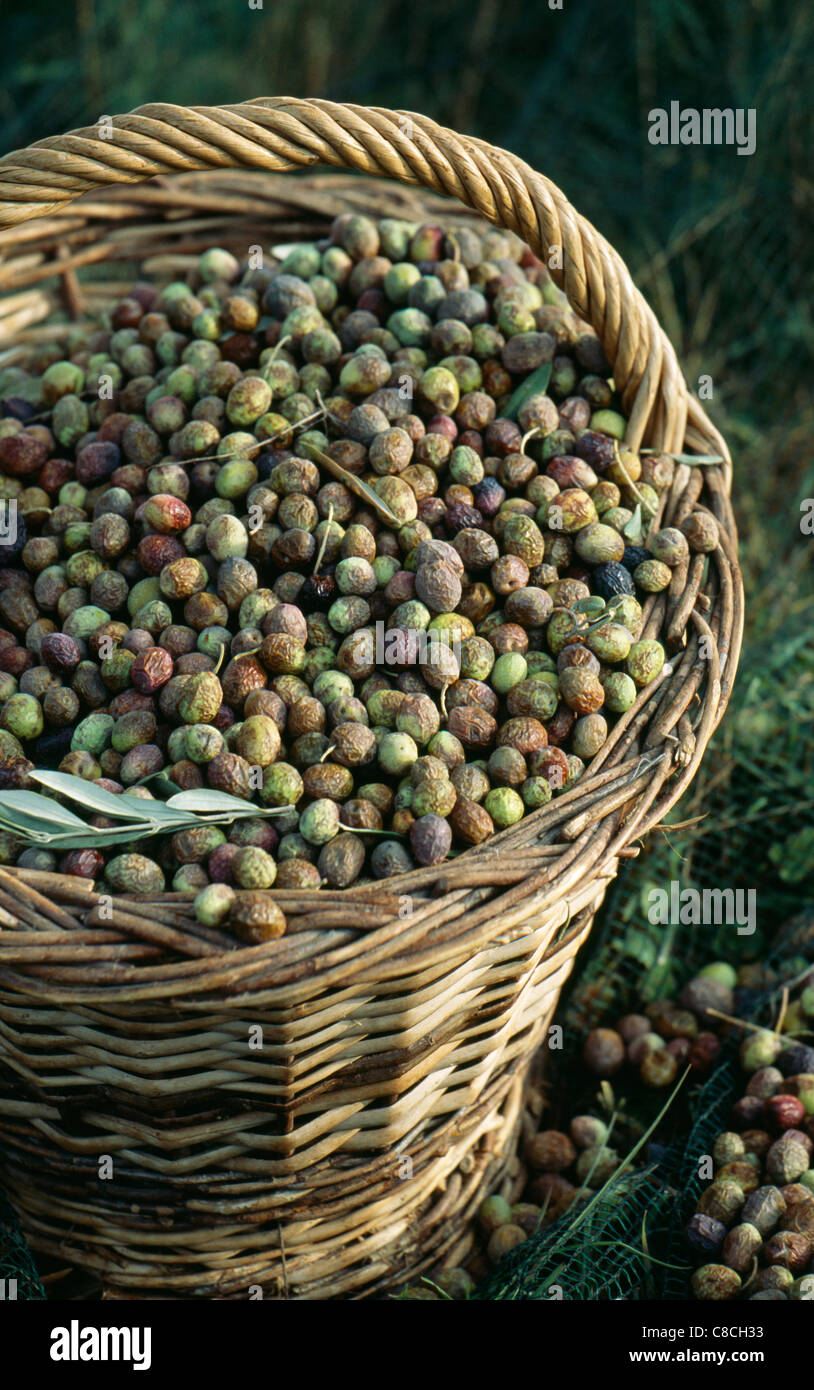 Panier d'olives vertes Photo Stock - Alamy