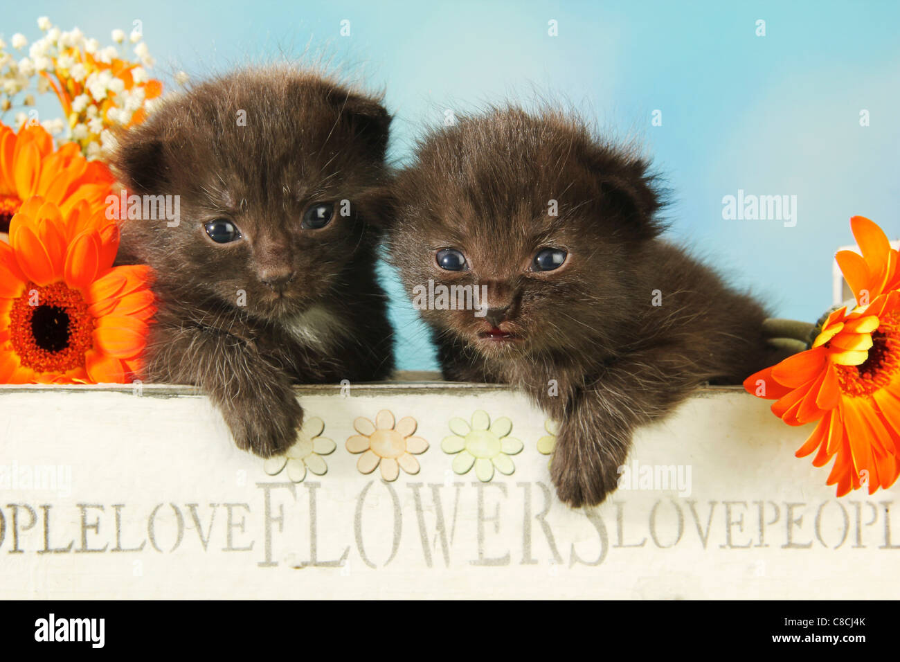 Chat domestique - deux chatons (15 jours) dans la case Banque D'Images Chat domestique - deux chatons (15 jours) dans la case Banque D'Images
