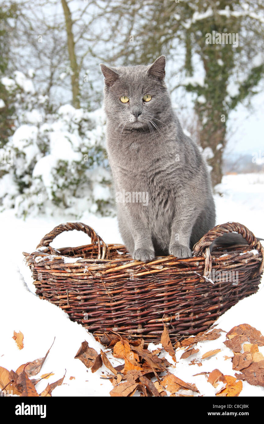 Chat Dmestic. Adulte gris dans un panier dans un jardin enneigé Banque D'Images Chat Dmestic. Adulte gris dans un panier dans un jardin enneigé Banque D'Images