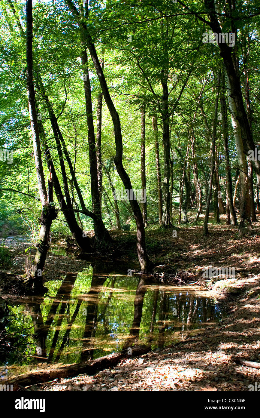 Forêt avec arbres et rivière dans une zone naturelle protégée, Montevecchia, Brianza, Lombardie, Italie, Europe Banque D'Images