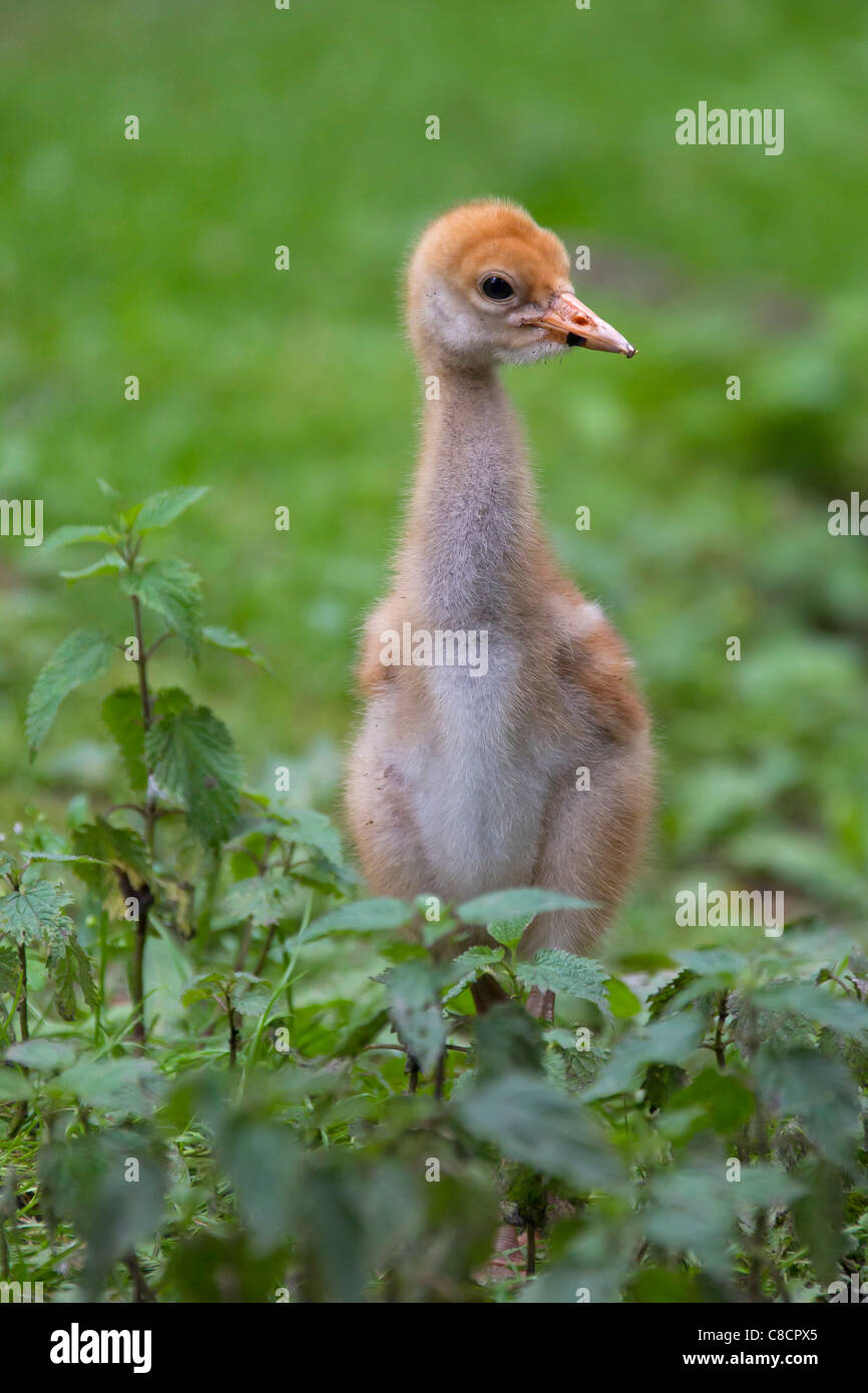 Grue cendrée grue eurasienne / (Grus grus) 10 jours chick, Allemagne Banque D'Images