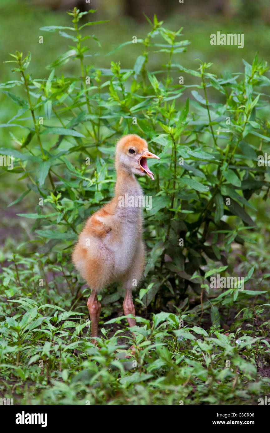 Grue cendrée grue eurasienne / (Grus grus) 10 jours, de l'Allemagne appel poussin Banque D'Images