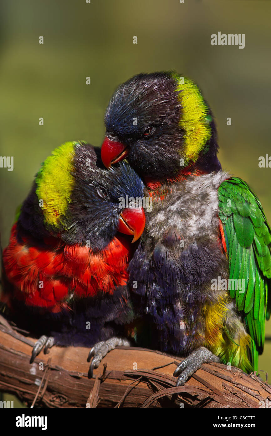 Deux têtes pourpres Arc-en-ciel de l'autre toilette Banque D'Images