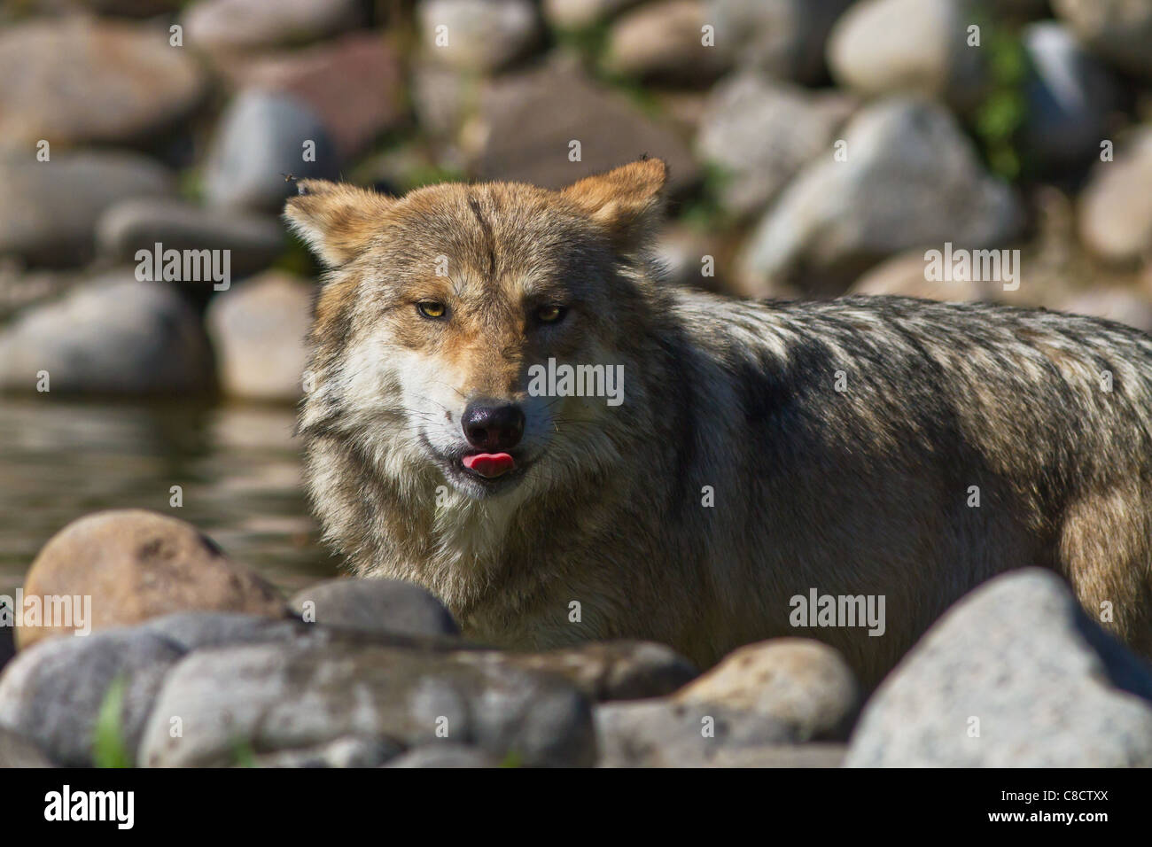 Loup gris du Mexique Banque D'Images