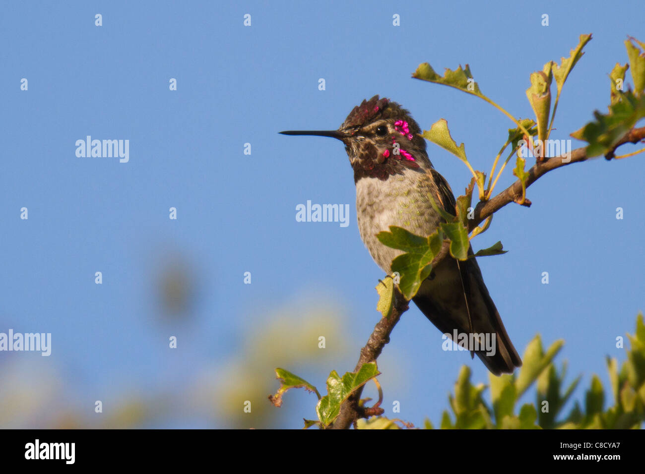 Homme Anna's Hummingbird (Calypte anna) perché sur une branche Banque D'Images