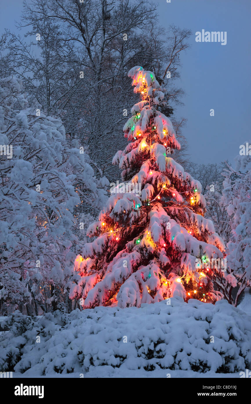 L'arbre de Noël sous la neige, North Carolina, USA Banque D'Images