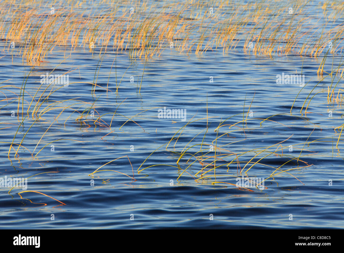 Roseaux qui poussent à travers la surface de Red Lake, Minnesota. Banque D'Images