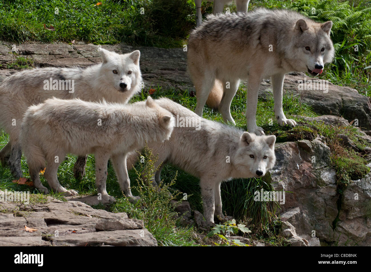 Partie d'un pack de loup arctique Banque D'Images