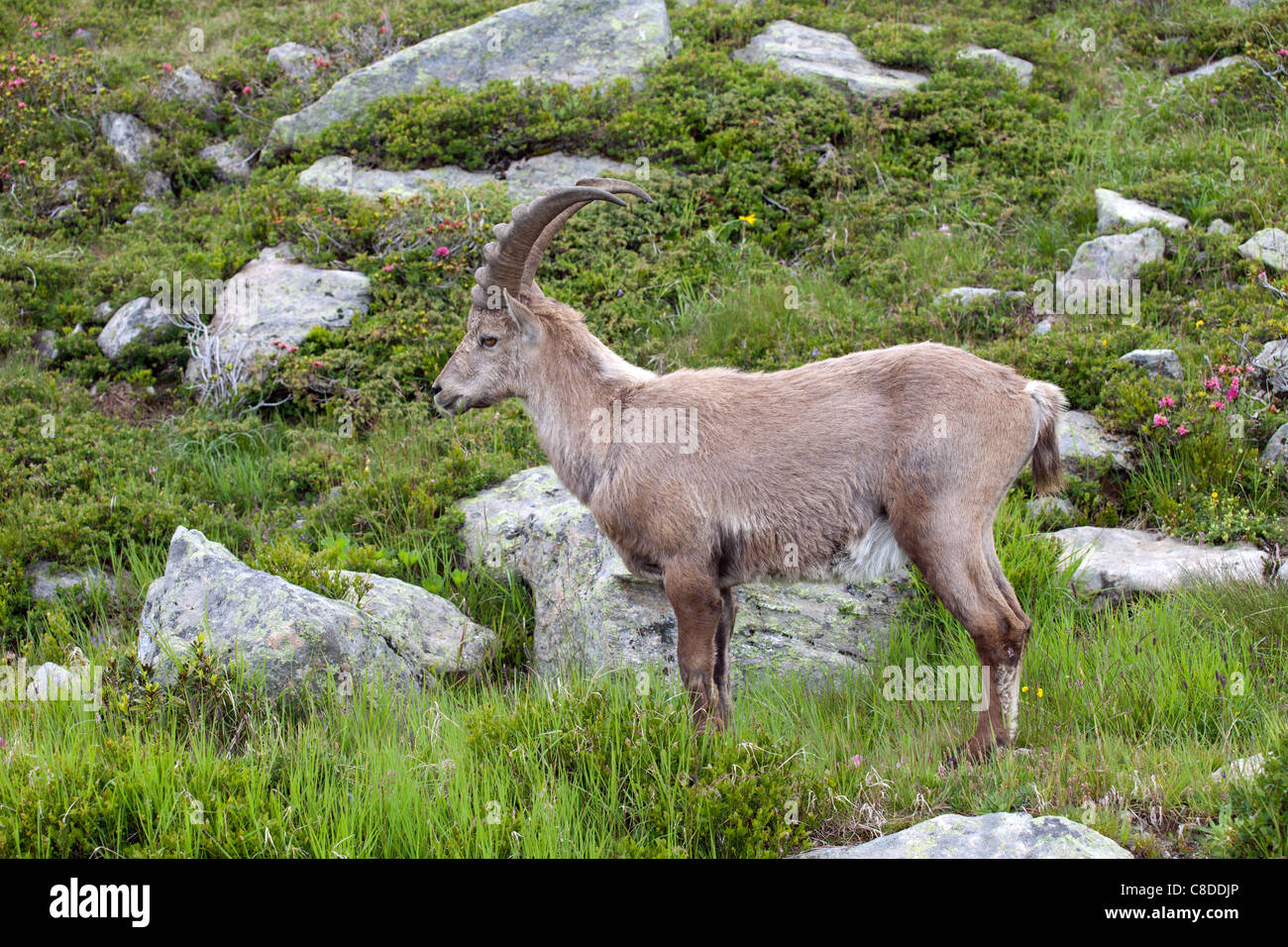 Flégère Chamonix - Lac Blanc Trek : Ibex Banque D'Images