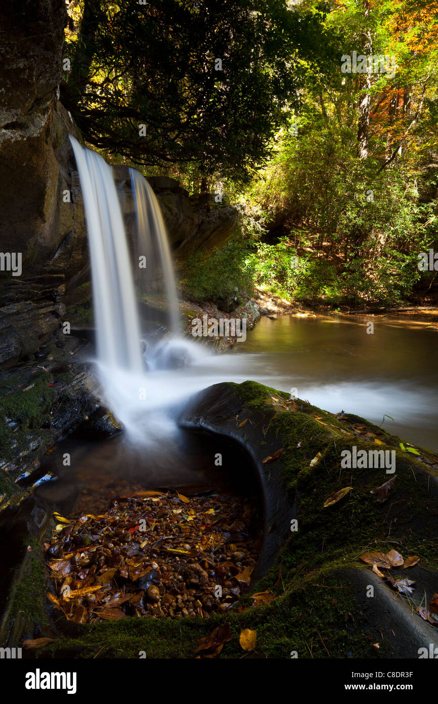 Un vieil ami et franchement, un familier de comp. J'aime juste ce domaine des chutes cependant. C'était agréable de prendre un peu de lumière sur les arbres colorés en arrière-plan. Banque D'Images