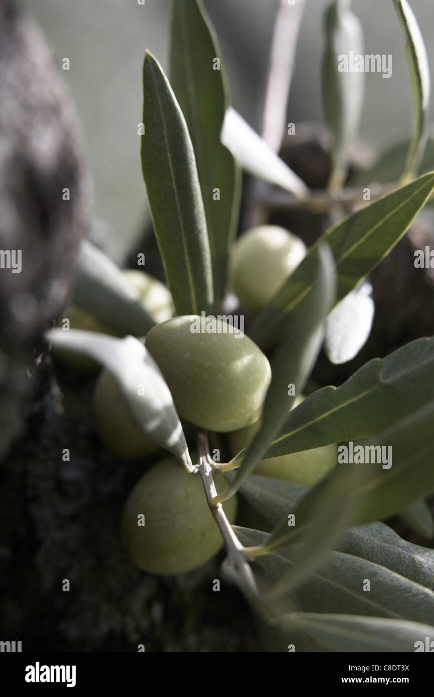 Olives sur l'arbre Banque D'Images