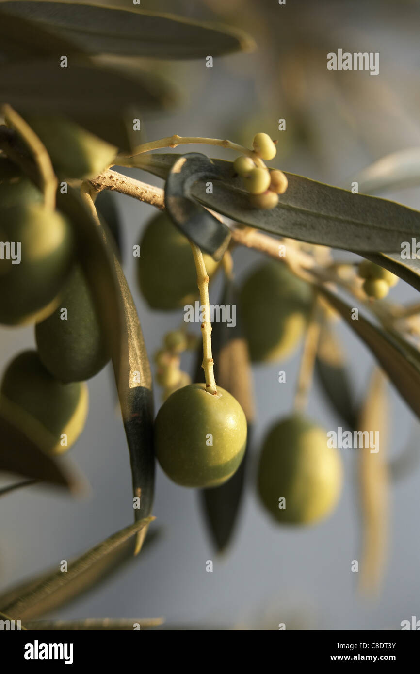 Olives vertes sur l'arbre Banque D'Images