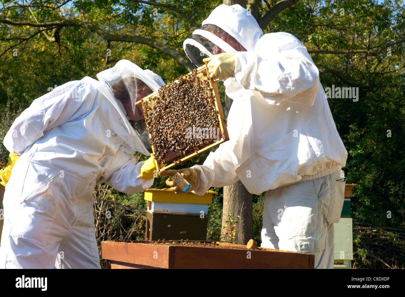 Les apiculteurs à la reine dans une ruche, UK Banque D'Images