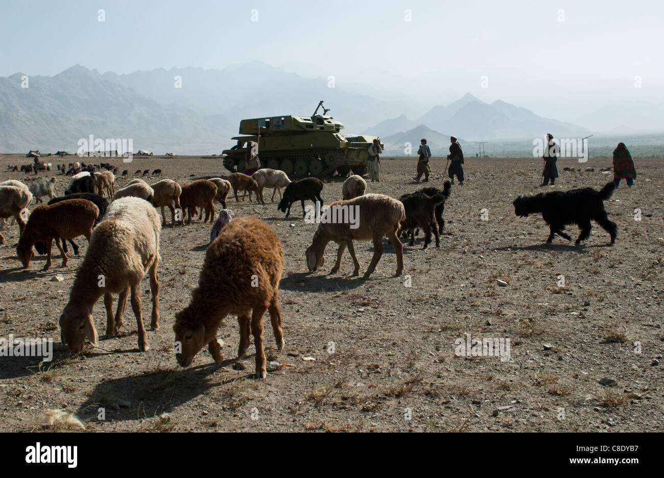 Bergers troupeaux mouton passé de l'ère soviétique abandonnée à l'extérieur des véhicules blindés Tawakh, près de la vallée du Panshir, en Afghanistan Banque D'Images
