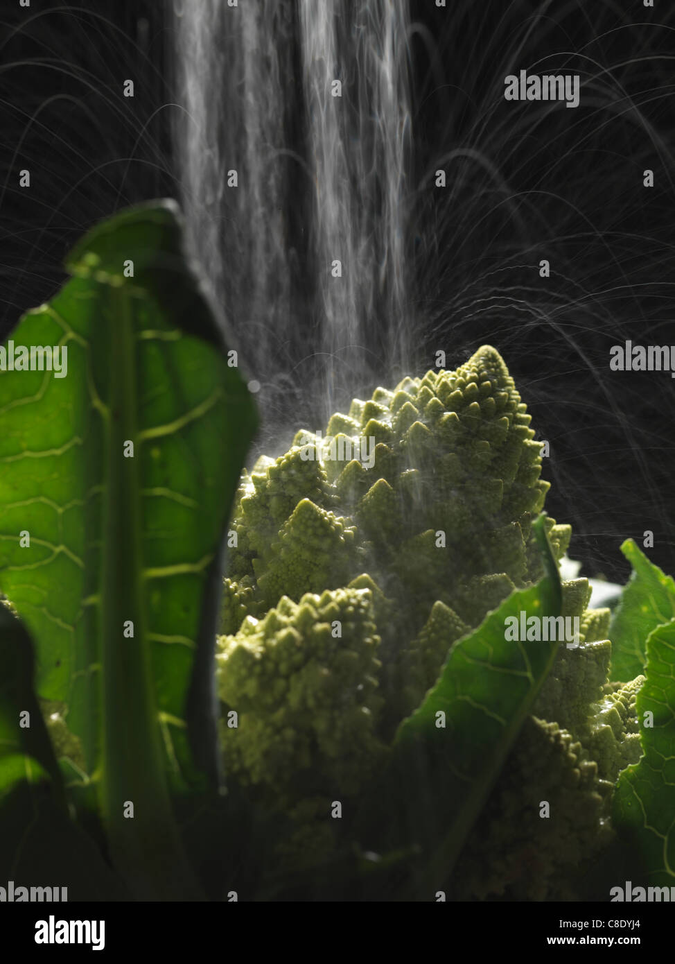 Pulvériser de l'eau sur un chou romanesco Banque D'Images