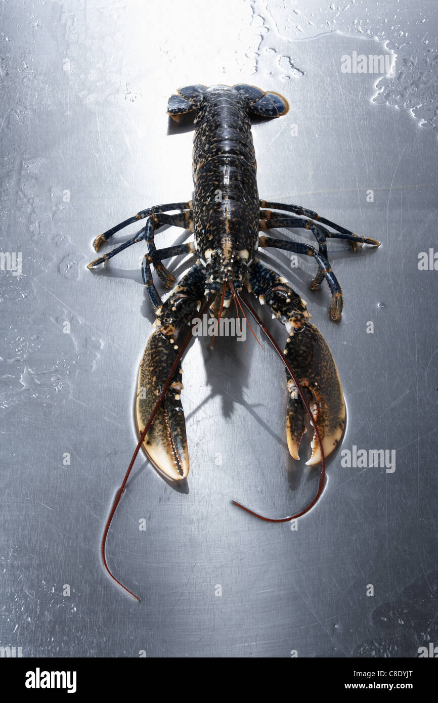 Homard vivant Banque de photographies et d’images à haute résolution Alamy