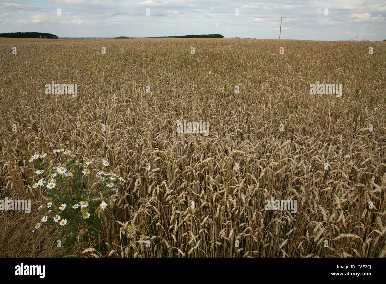 Champ de bataille de la bataille de Legnica (1241) près du village de Legnickie Pole en Basse-silésie, Pologne. Banque D'Images