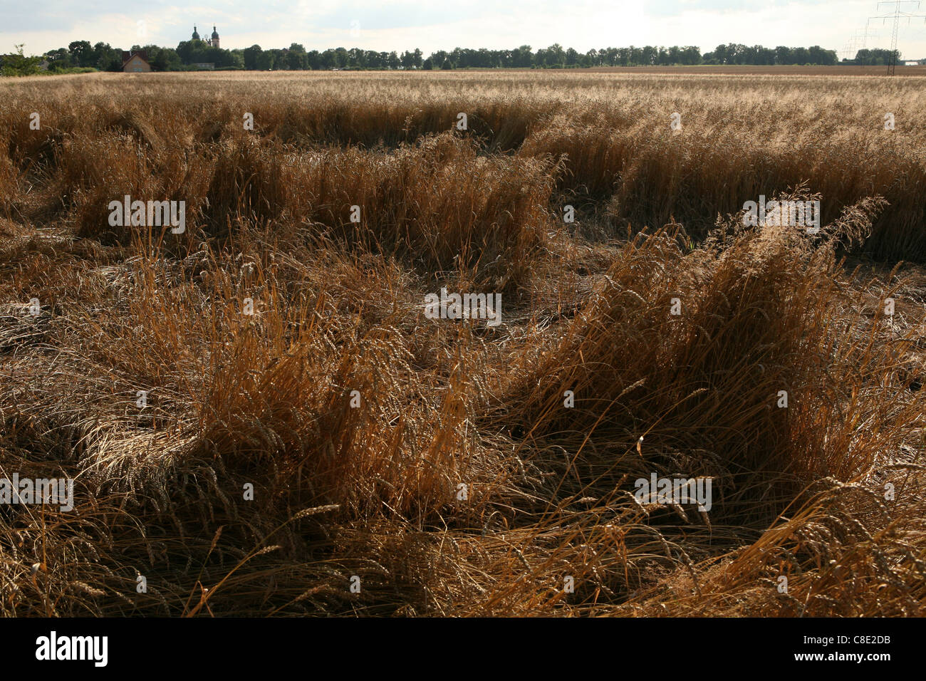 Champ de bataille de la bataille de Legnica (1241) près du village de Legnickie Pole en Basse-silésie, Pologne. Banque D'Images