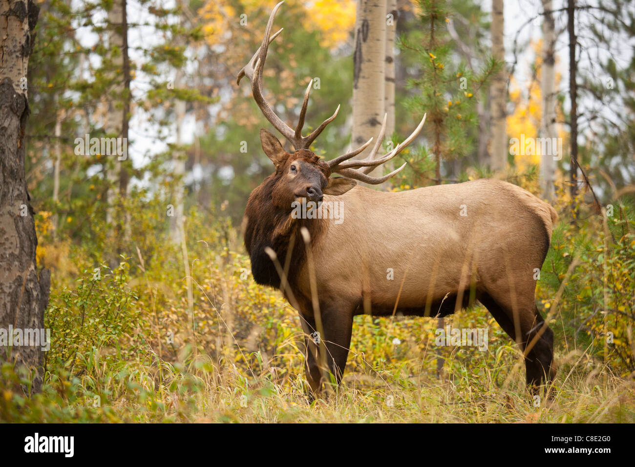 Les mâles au cours de l'automne saison du rut-Jasper, Jasper National Park, Alberta, Canada. Banque D'Images