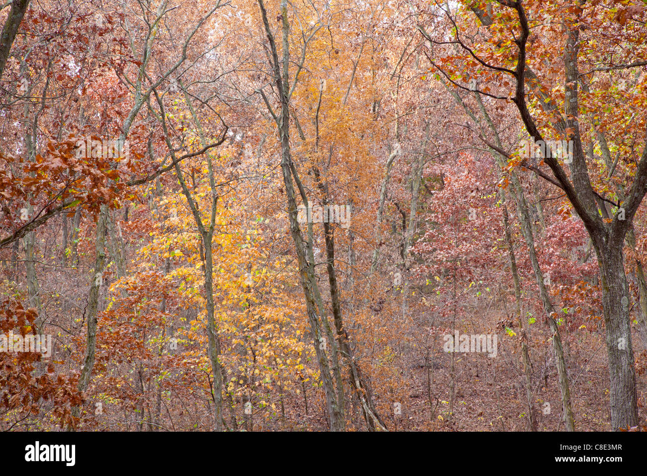 Chêne-noyer forêt en automne, Stephens State Forest, Woodburn, Clarke Comté (Iowa) Banque D'Images