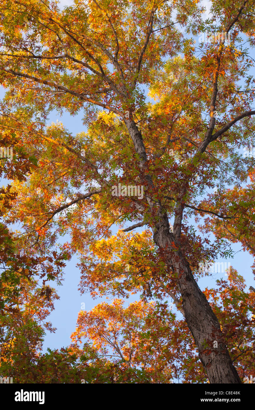 En automne, les arbres de chêne neuf Eagles State Park, Decatur Comté (Iowa) Banque D'Images