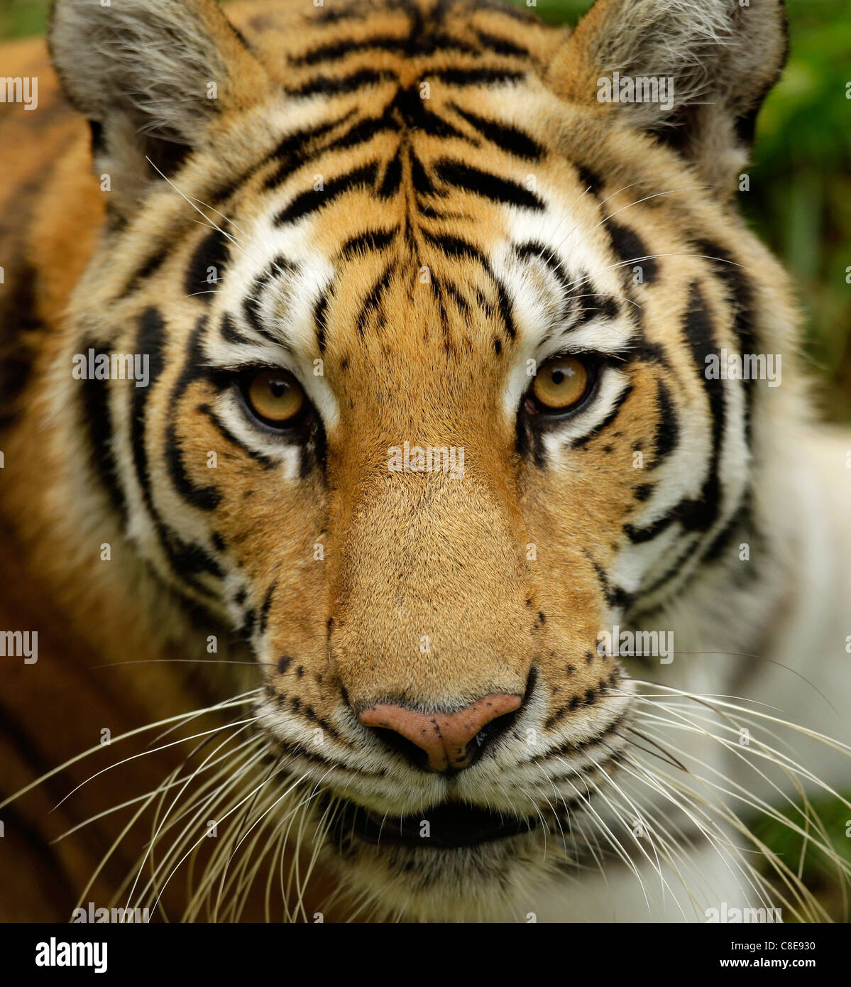 Rayures de tigre Yeux Yeux moustaches stare mesmerize carnivore zoo Banque D'Images