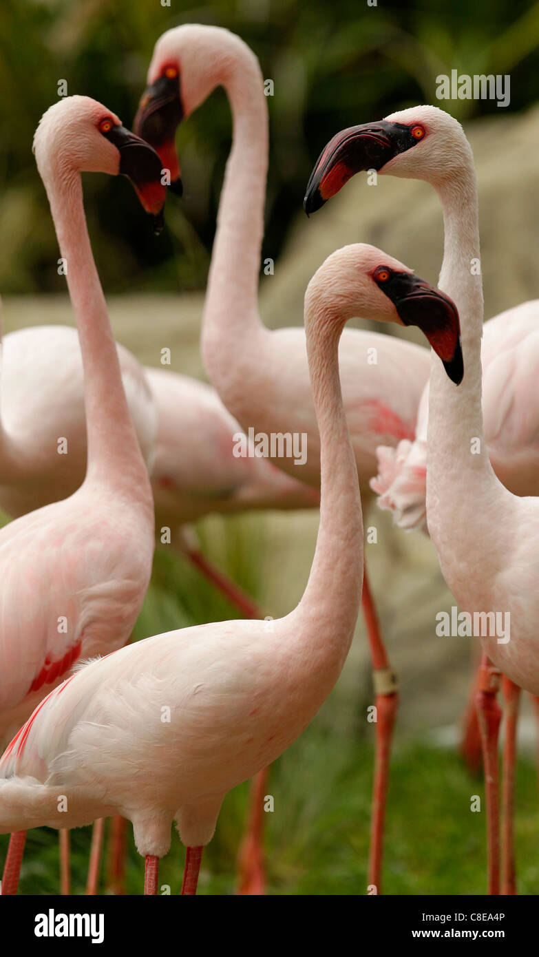 Flamingo flamant rose plumes bec zoo bande de jambe Banque D'Images