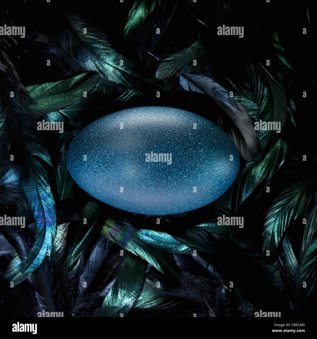 Emu egg Banque de photographies et d’images à haute résolution Alamy — free download