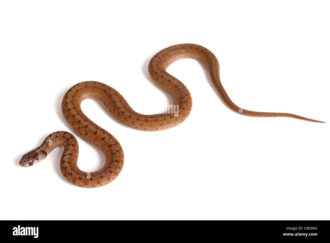 Un adulte le nord du serpent brun (Storeria dekayi) forme des courbes en forme de S sur un fond blanc Banque D'Images