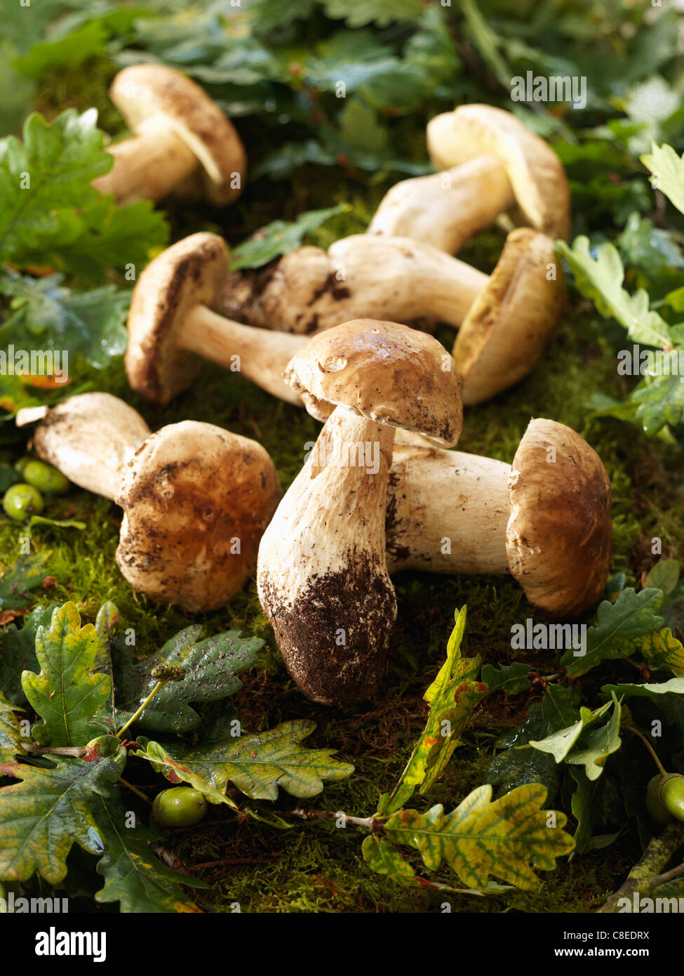 Ceps dans les bois Banque D'Images