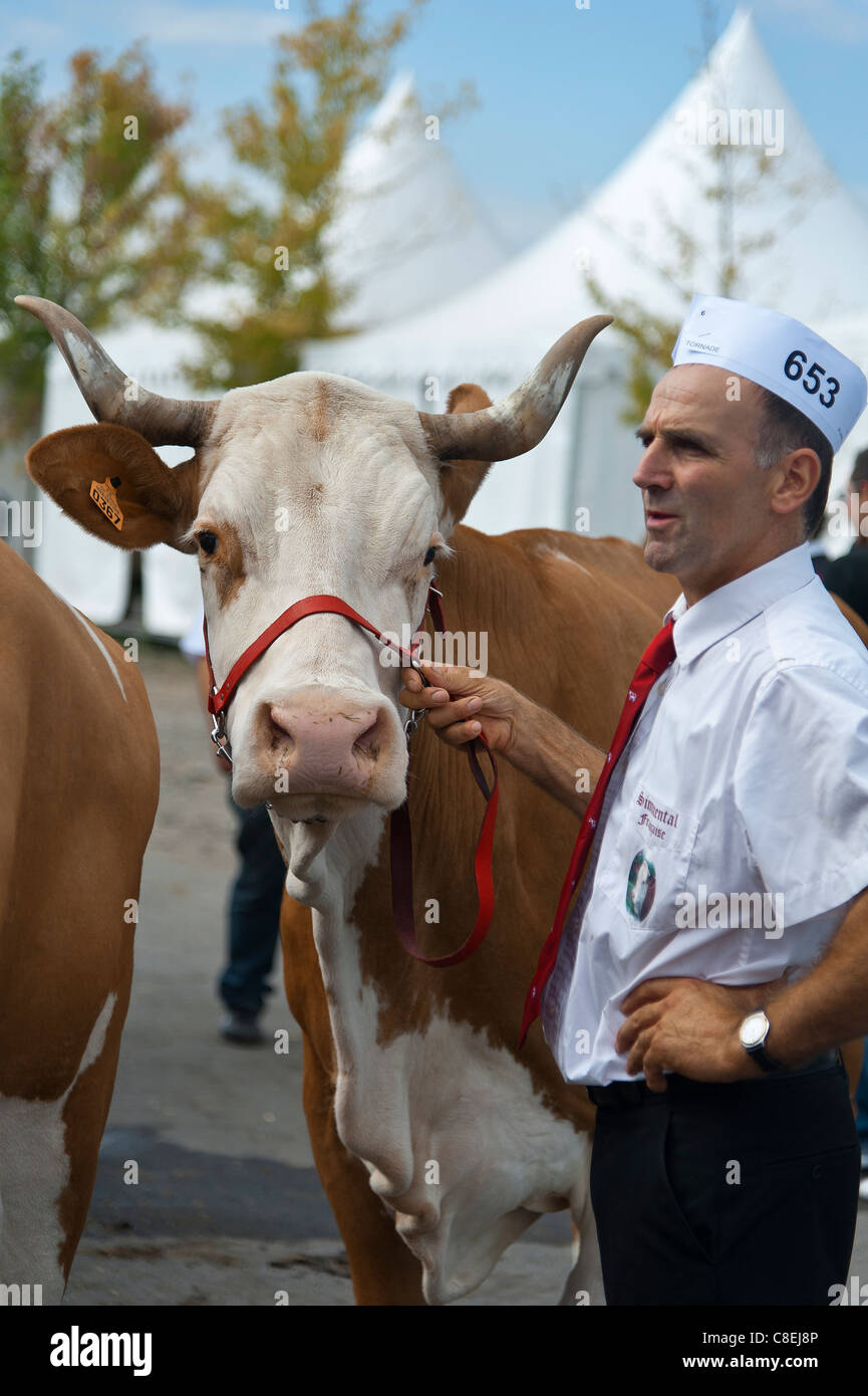 Race Simmental vache , à montrer l'Agriculture Banque D'Images