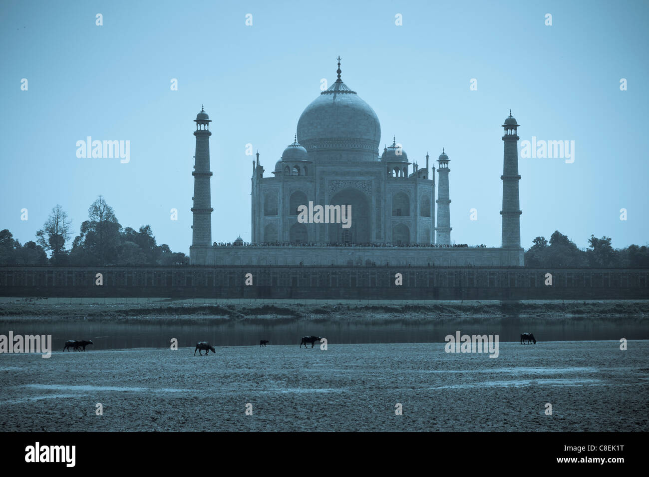 Le Taj Mahal vu du côté nord de Fort d'Agra en fin d'après-midi avec des buffles qui paissent en premier plan, l'Inde Banque D'Images