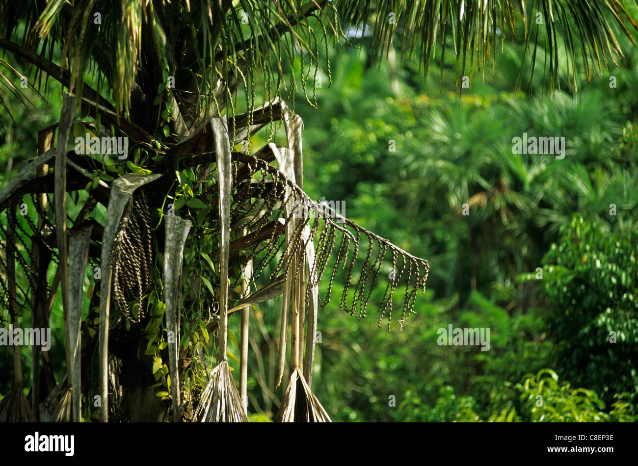 L'état d'Amapá, au Brésil. Palmier de plantes grimpantes et de minuscules oiseaux martin-pêcheur sur une branche. Banque D'Images