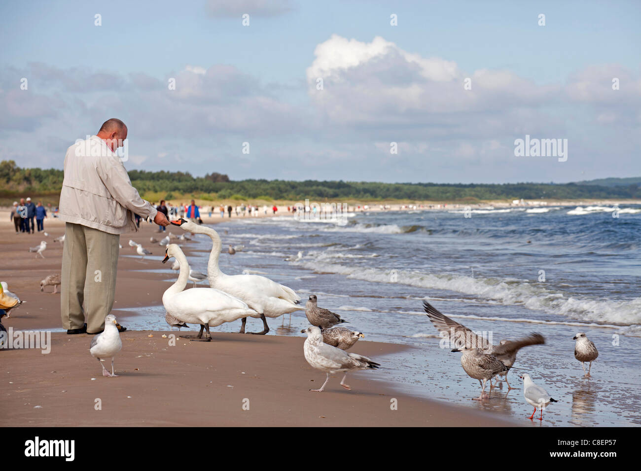 Homme nourrir les cygnes et les mouettes à la plage de la station balnéaire polonaise Île Uznam, Swinoujscie, Pologne, Europe Banque D'Images