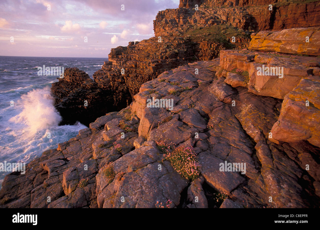Les falaises, la mer, le Cap Fréhel, Bretagne, France, Europe, des roches, des vagues Banque D'Images