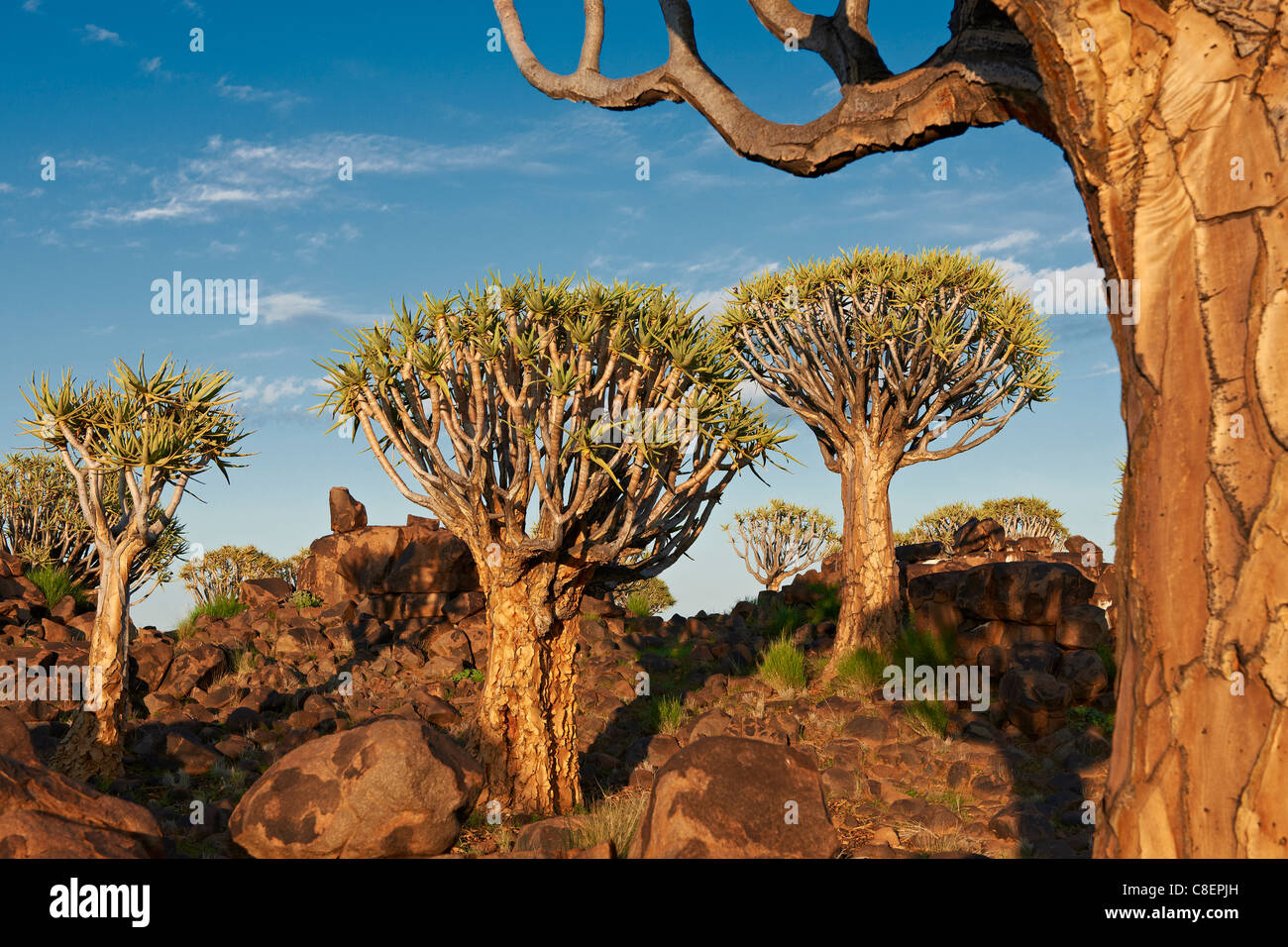 Quiver Tree Forest, L'Aloe dichotoma, ferme Garas, Mesosaurus Fossil Site, Keetmanshoop, Namibie, Afrique Banque D'Images