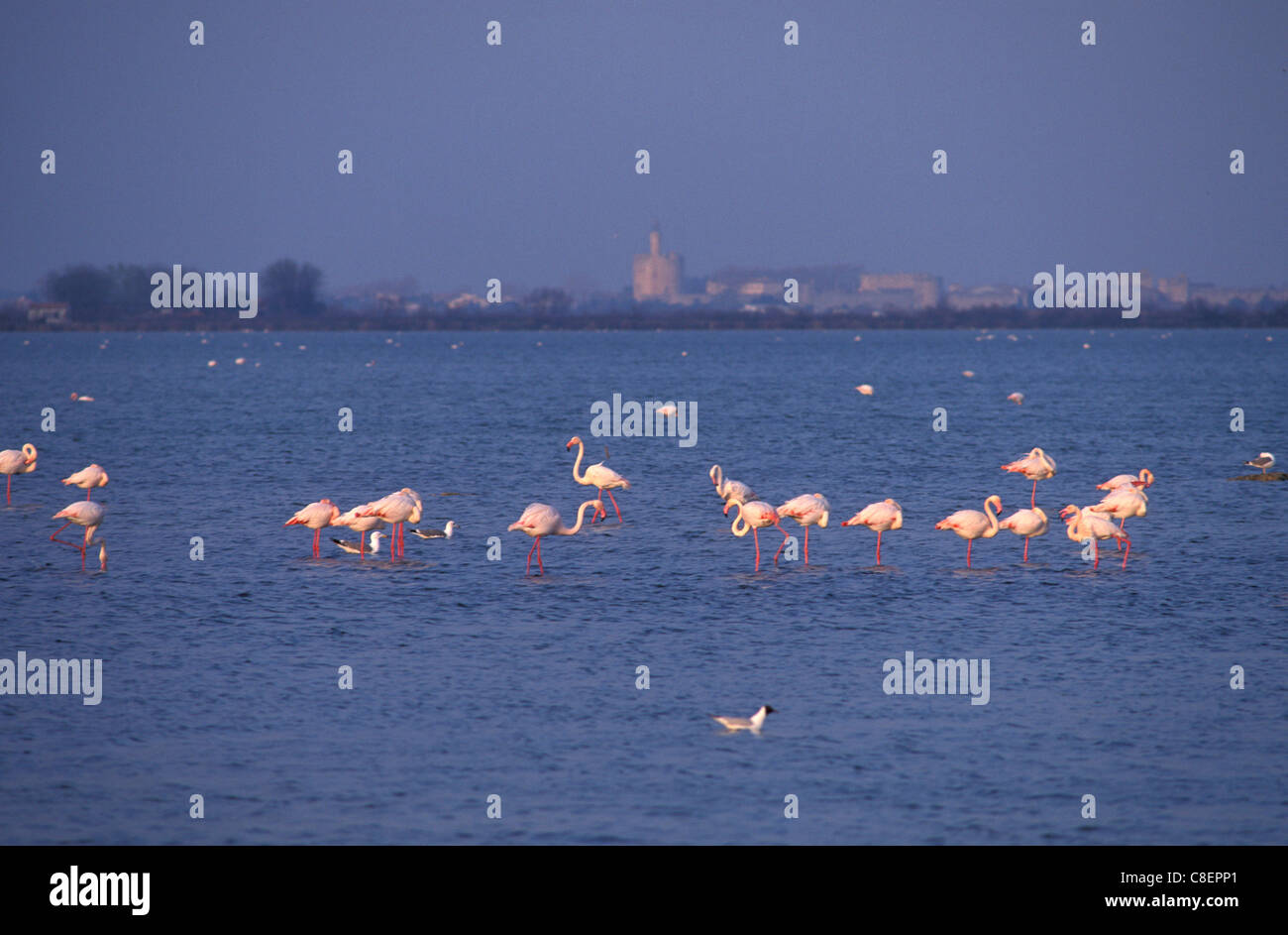 Les flamants roses, près d'Aigues-Mortes, Camargue, Provence, France, Europe, oiseaux Banque D'Images