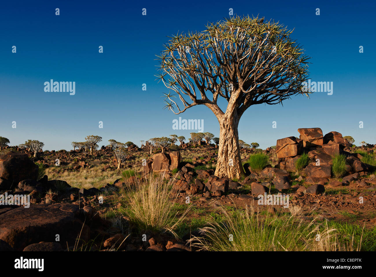 Quiver Tree Forest, L'Aloe dichotoma, ferme Garas, Mesosaurus Fossil Site, Keetmanshoop, Namibie, Afrique Banque D'Images
