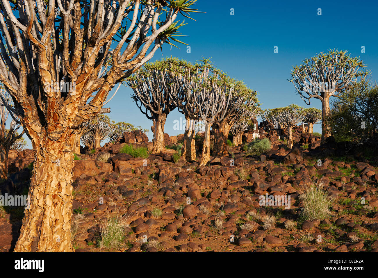 Quiver Tree Forest, L'Aloe dichotoma, ferme Garas, Mesosaurus Fossil Site, Keetmanshoop, Namibie, Afrique Banque D'Images