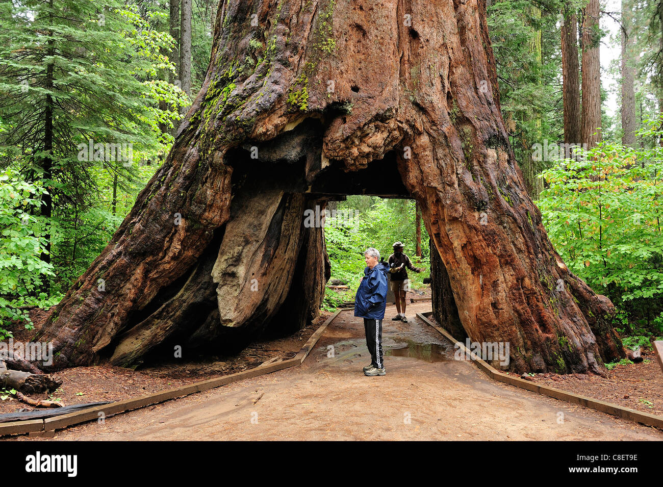 Famille, North Grove Trail, comté Grand Arbre, State Park, Californie, USA, United States, Amérique, tunnel, arbres, bois, forêt, Banque D'Images